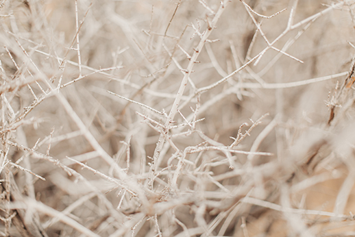 Evan Guston Photography